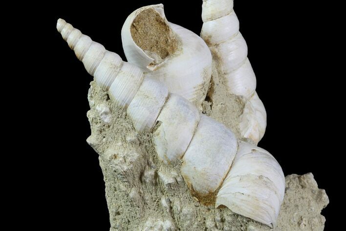 Fossil Gastropod (Haustator) Cluster - Damery, France #86584